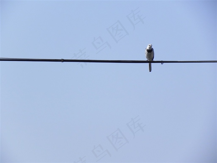 形单影只的小鸟图片