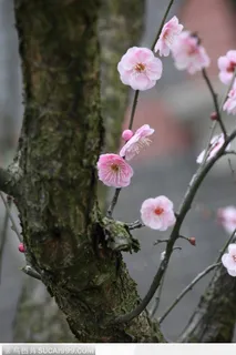 梅花情缘-小巧的粉色梅花
