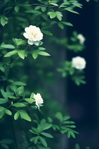 枝叶白色花朵典雅背景