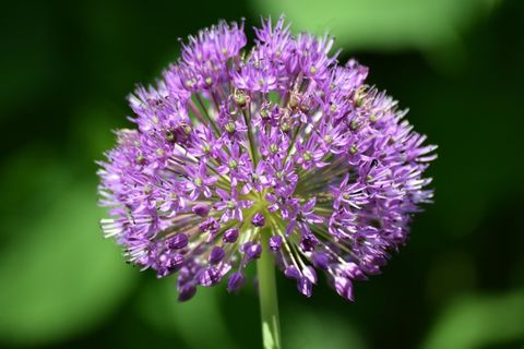 一朵紫色洋葱花图片 一朵紫色洋葱花图片