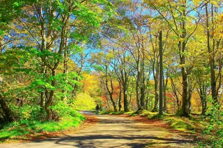 唯美高清树林风景