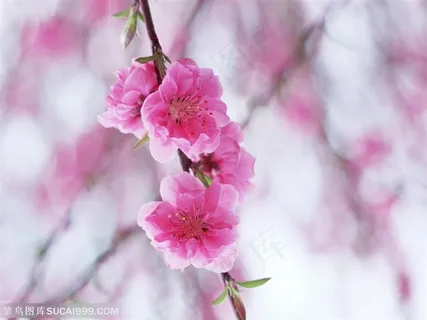 一枝漂亮的红色桃花鲜花图片 一枝漂亮的红色桃花鲜花图片
