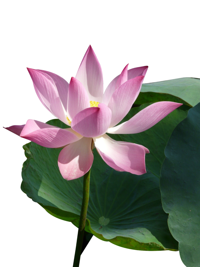 荷花 莲花  免抠