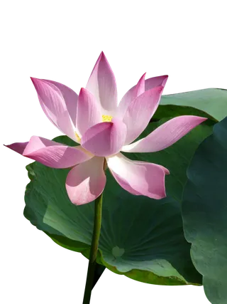 荷花 莲花  免抠