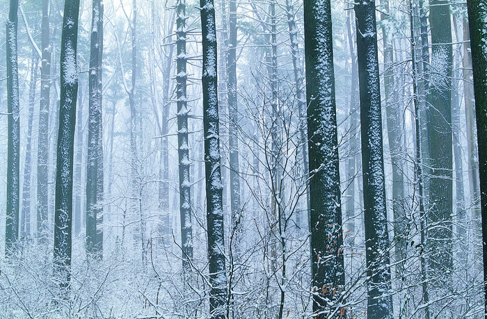 唯美摄影背景-雪林