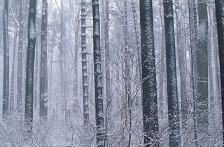 唯美摄影背景-雪林