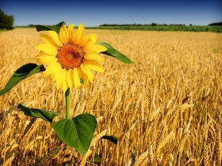 麦田向日葵图片