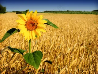 麦田向日葵图片