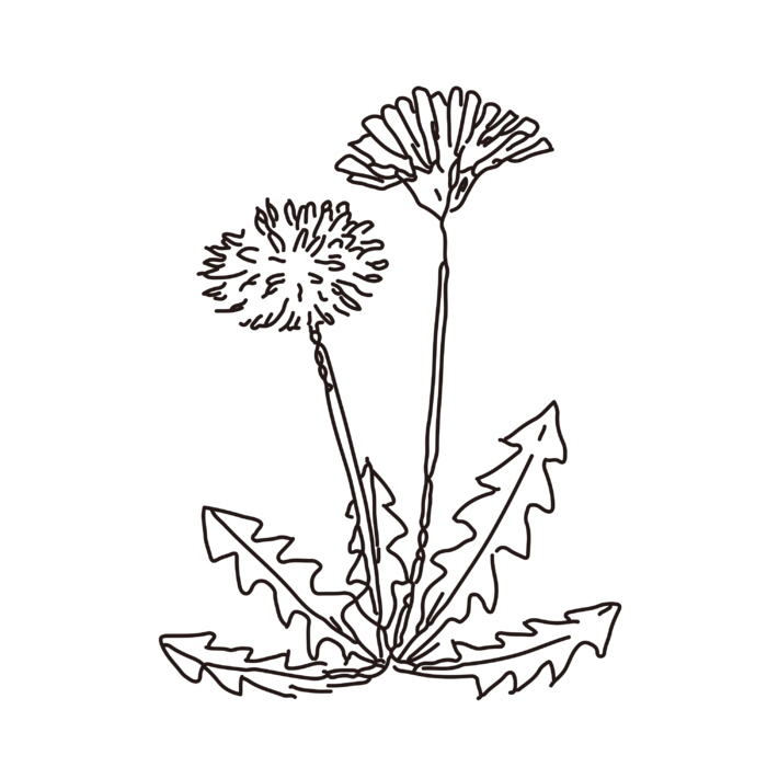 线条草本花卉手绘植物-蒲公英