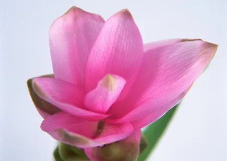 花朵粉紫  花朵粉紫