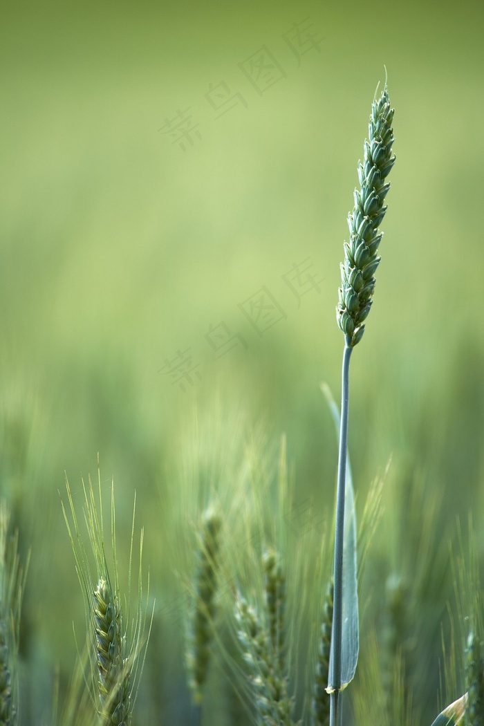 麦田, 谷类植物, 原野, 农业