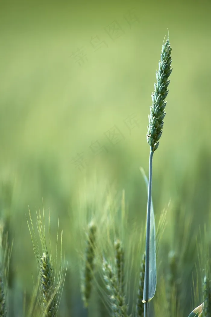 麦田, 谷类植物, 原野, 农业