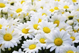 盛开的白色雏菊铺满了屏幕摄影图