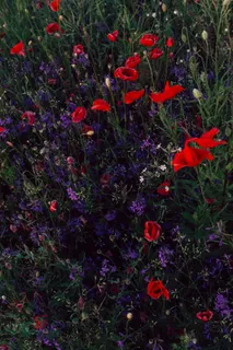 庭院花圃特写图片