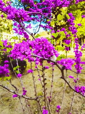 红色迎春花
