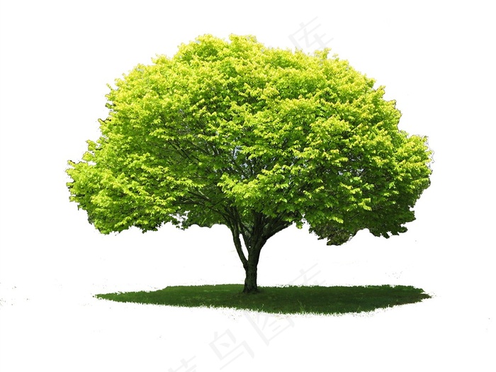 大树图片白色背景