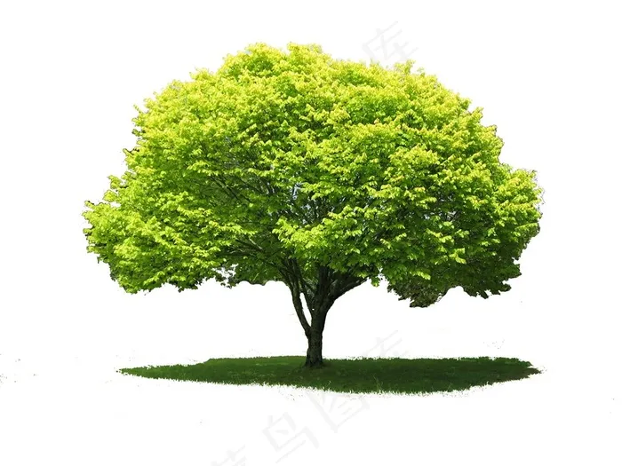 大树图片白色背景