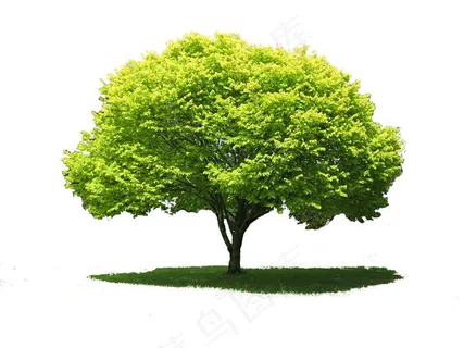 大树图片白色背景 大树图片白色背景