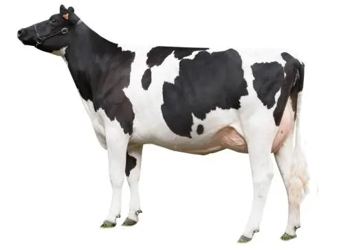 牛 PNG免抠(1845x1314)