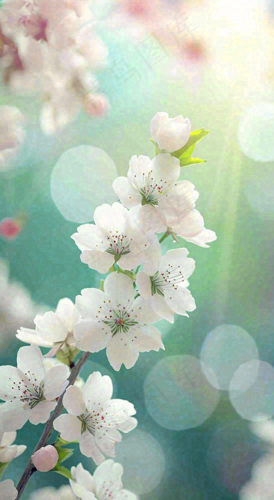 白色樱花花朵鲜花在阳光下，春天立春春分惊蛰摄影图(816x1488)