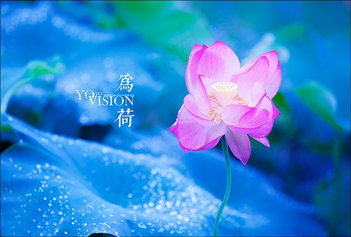 唯美荷花素材图片