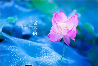 唯美荷花素材图片