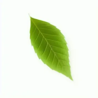 一片绿色叶子png免抠