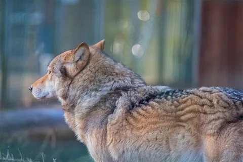 狼背影图片大全