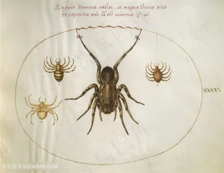 动物蜘蛛简约装饰画