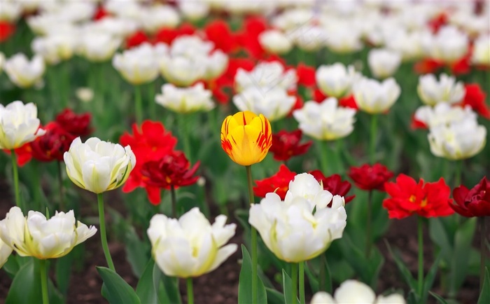 郁金香花海鲜花图片