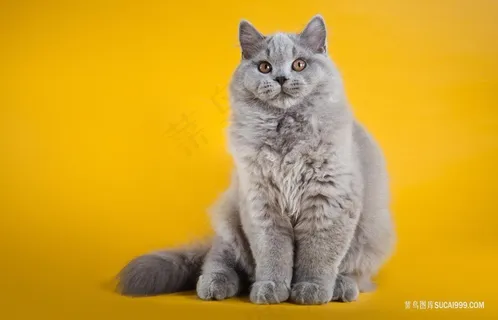 大灰肥猫摄影猫咪图片