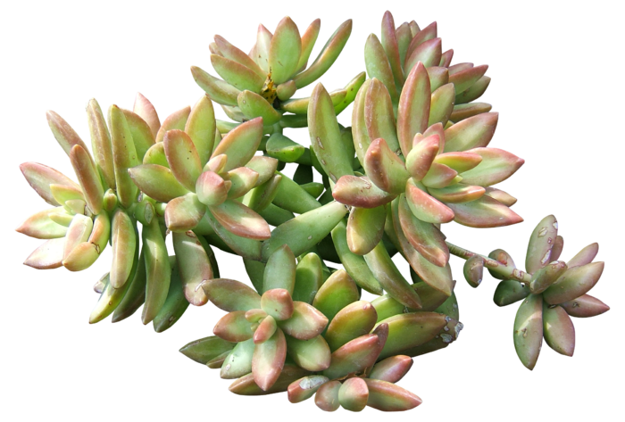 高清树木素材 免抠PSD植物素材 美术绘画园林贴图 树草灌木花草