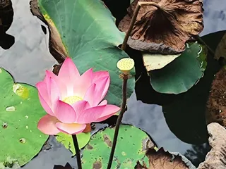 自然风景近景荷花