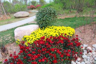 公园石头边红花黄花