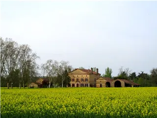 农田水稻种植现代农业