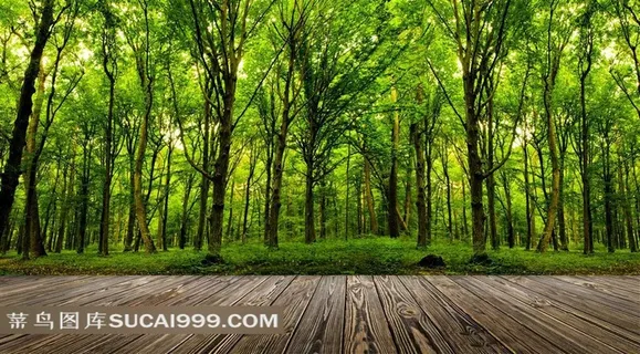 郁郁葱葱的树林与木板风景摄影高清图片