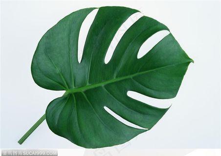 漂亮树叶-墨绿色扇形树叶 漂亮树叶-墨绿色扇形树叶