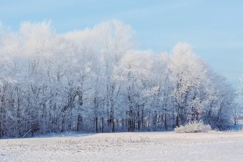冬天白色背景风景 冬天白色背景风景