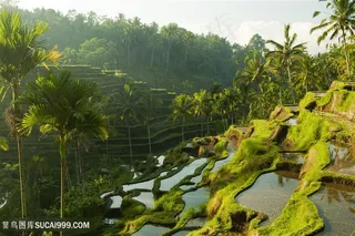 梯田景色高清图片