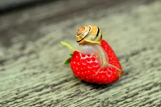 小清新红草莓图片