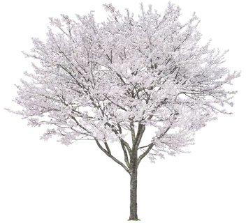 高清树木素材 免抠PSD植物素材 美术绘画园林贴图 树草灌木花草