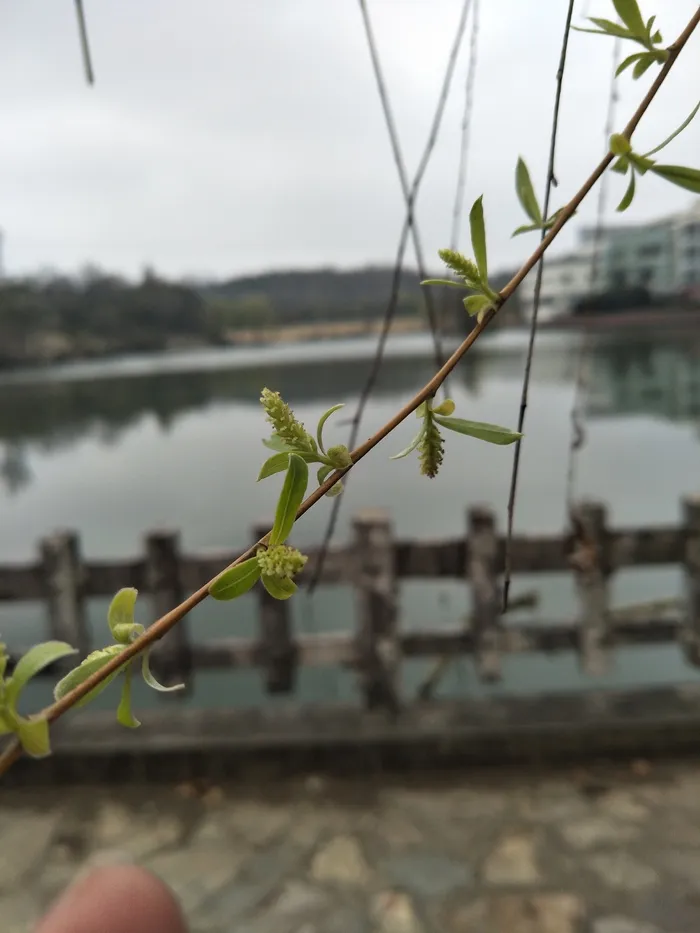 柳树发芽了
