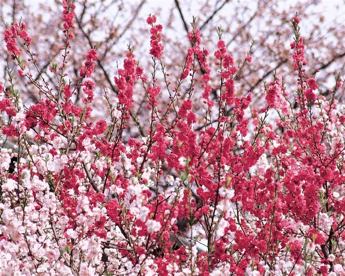 满树成片桃花鲜花图片