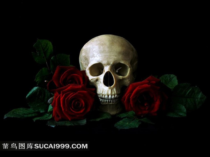 头骨系列 - 美丽的头骨