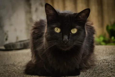 可爱的小黑猫图片 可爱的小黑猫图片