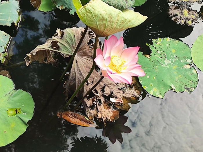 自然风景荷叶荷花