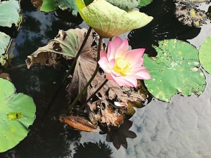 自然风景荷叶荷花