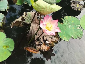 自然风景荷叶荷花