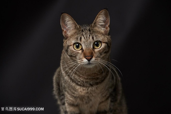 超高清狸花猫猫咪特写图片