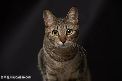 超高清狸花猫猫咪特写图片 超高清狸花猫猫咪特写图片